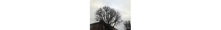 Horse Chestnut Back to previous. Tree Surgery in Maida Vale W9.jpg