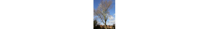 Black Poplar Pollard in Richmond West London.jpg