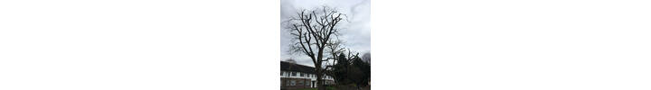 Robinia 40% reduction in South West London.jpg