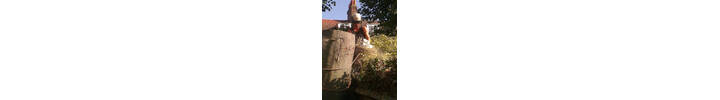 Beech Tree Fell to ground level by sectional takedown Fulham, South West London SW6.jpg