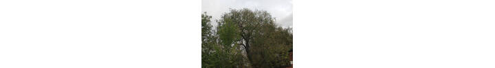 Willow Tree Crown reduction in North West London.jpg