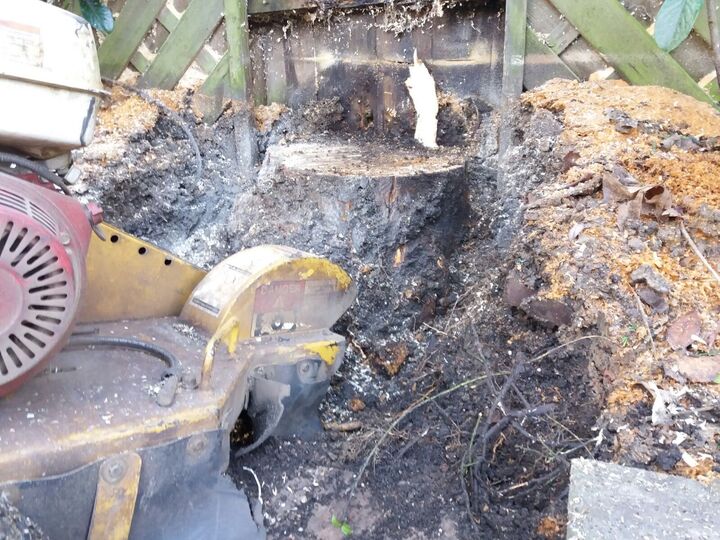 Stump Removal in Putney West London.jpg