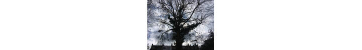 Large Plane tree to remove ivyWest Brompton South West London SW10.jpg