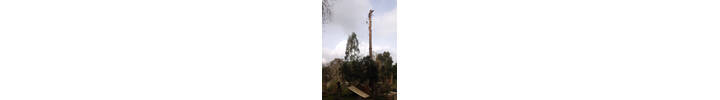Scots Pine fell in Ladbroke Grove W10.jpg