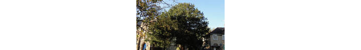 Yew Pruning job in Ealing West london W5.jpg