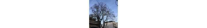 Tree of Heaven and Lime 30%  Crown reduction in Hammersmith, West London W6.jpg