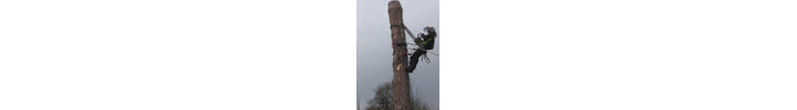 Scots pine fell Holland Park West London W11.jpg