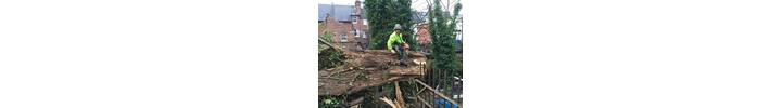 Fallen tree in Wilsden West London .jpg