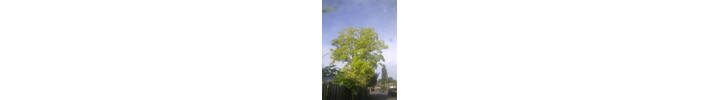 Robinia reduction in Earls Court West London.jpg