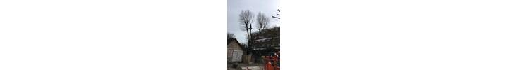 Tree surgey works in West London .jpg
