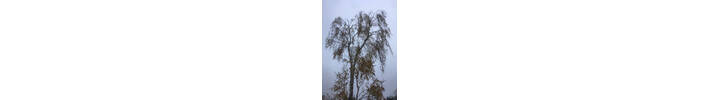 Silver Birch Reduction in Queens Park NW6.jpg