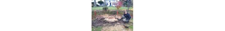 Stump Removal in St Johns Wood West London.jpg