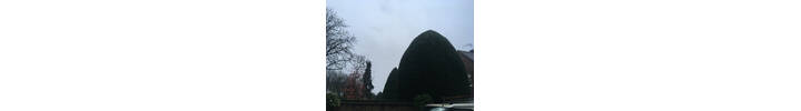 Hedge trimming job in Chiswick W4 West London.jpg