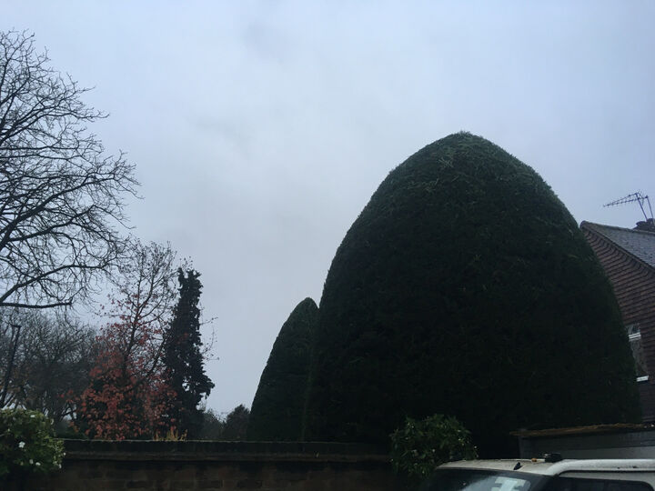 Hedge trimming job in Chiswick W4 West London.jpg