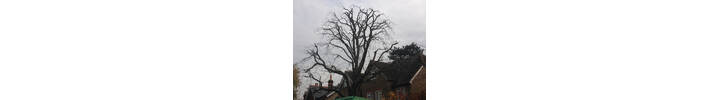 Horse Chestnut 30% Reduction. Tree Surgery  in Putney West London SW15.jpg