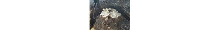 Stump Removal in West Hamstead North West London.jpg