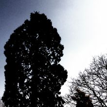 Giant Redwood climbing inspection Wimbledon South West London SW19.jpg