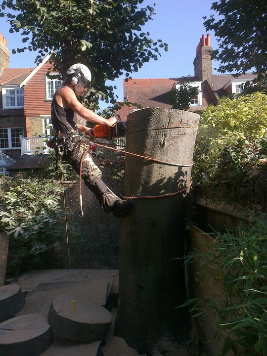 Tree removal in South Kensington, West London SW7.jpg