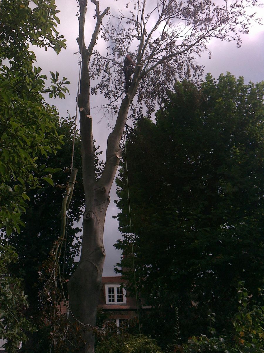Copper Beech Fell to ground level by sectional takedown Putney, South West London SW15.jpg