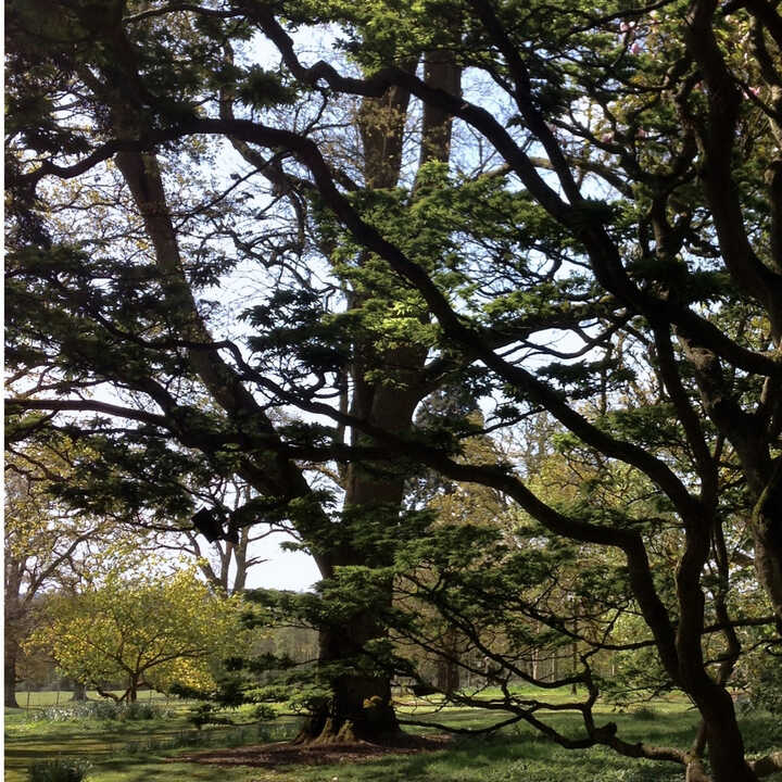 Tree Services in Camden Town