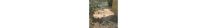 Stump Grinding in Kensil Green North West London.jpg