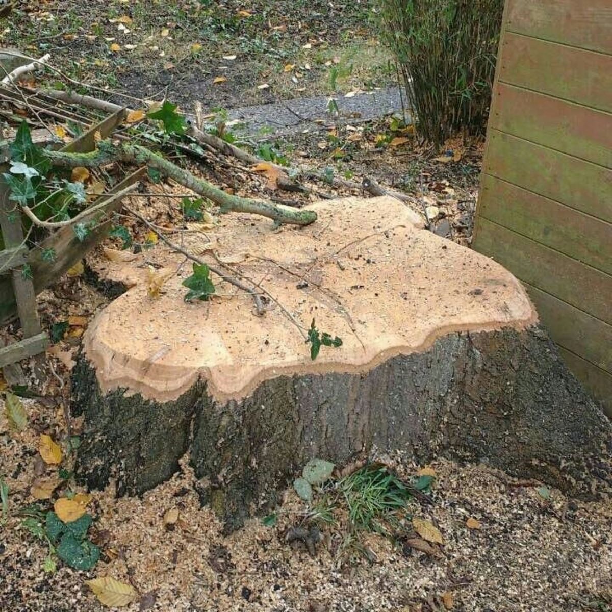 Stump Grinding in Kensil Green North West London.jpg