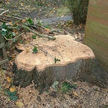 Stump Grinding in Kensil Green North West London.jpg Stump Grinding in Kensil Green North West London.jpg