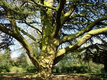 West London tree surgery pruning 1.JPG