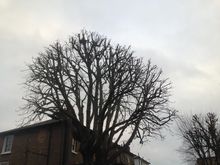 Horse Chestnut Back to previous. Tree Surgery in Maida Vale W9.jpg