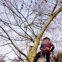 Large london Plane Fell in West Brompton South West London SW10.jpg Large london Plane Fell in West Brompton South West London SW10.jpg