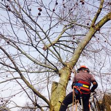 Large london Plane Fell in West Brompton South West London SW10.jpg