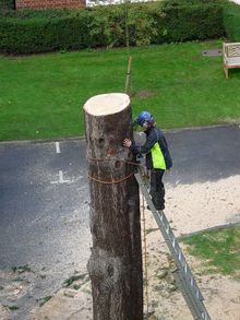 Cedar Fell to ground level by sectional takedown Barnes, South West London SW13.jpg