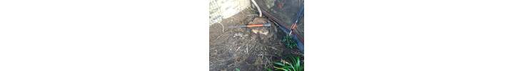 Stump Removal in Acton West London.jpg