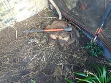 Stump Removal in Acton West London.jpg Stump Removal in Acton West London.jpg