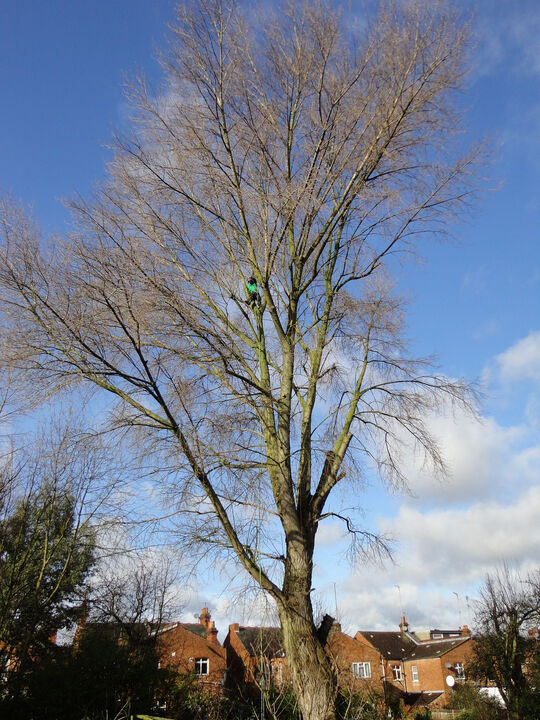 Black Poplar Pollard in Richmond West London.jpg