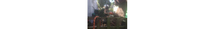 Sycamore fell in West London, Westbourne Park..jpg