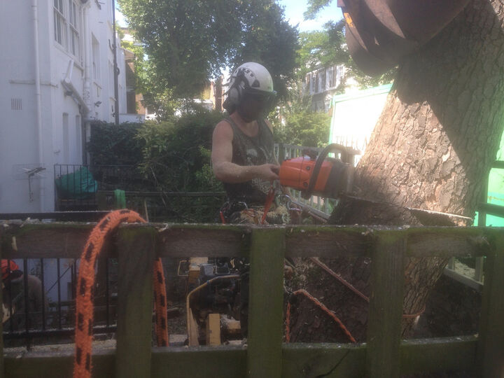 Sycamore fell in West London, Westbourne Park..jpg