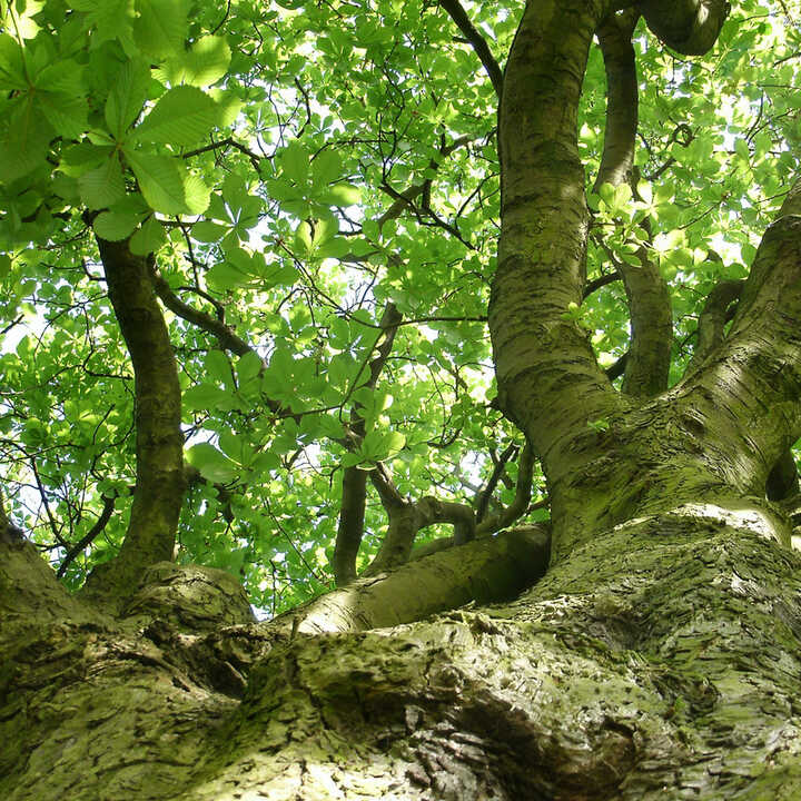 Tree Services in Battersea, Clapham Junction