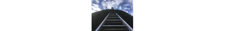 Hedge trimming in West London. 61 Hartington Road Bay Trimming..jpg