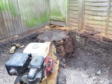 Stump Grinding in Ealing West London.jpg