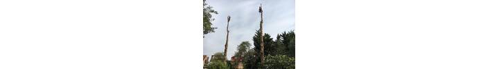 Tree removal in Wembley West london.jpg