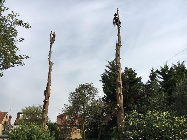 Tree removal in Wembley West london.jpg