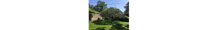 Apple prune in West London.jpg.jpg