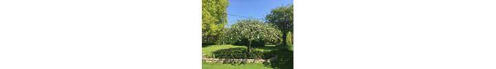 Apple prune in West London.jpg
