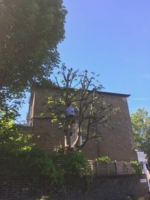 Sycamore Prune in Shepards Bush W12, West London.jpg