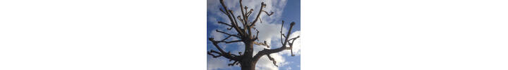 Poplar pollard Brentford West London.jpg