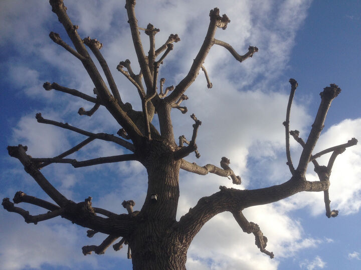 Poplar pollard Brentford West London.jpg