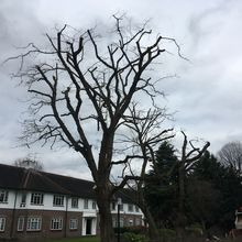 Robinia 40% reduction in South West London.jpg