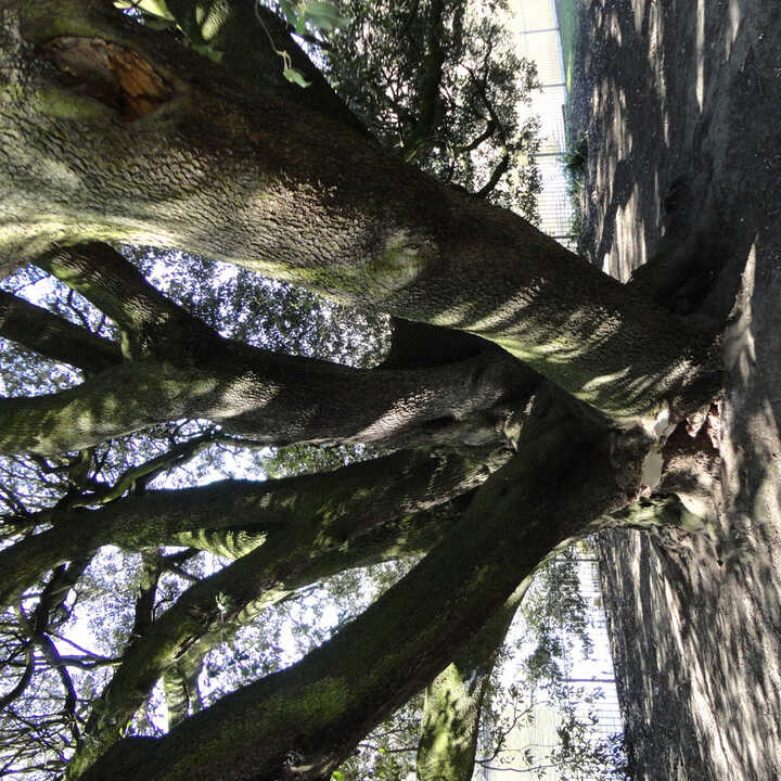 Tree Services in Twickenham