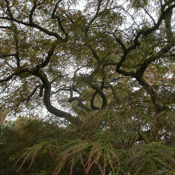 Tree Services in South Kensington